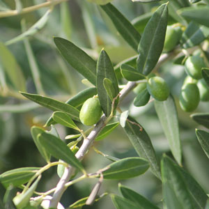 Consorzio Fitta Arco - Olive